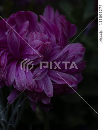 八重咲きアネモネ 111691272