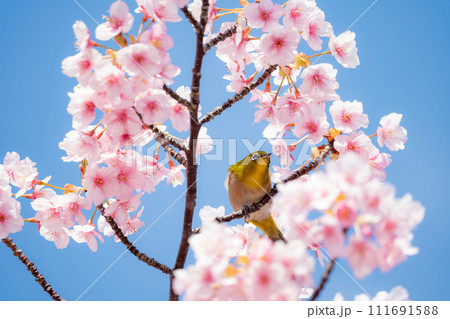 河津桜とメジロ 111691588