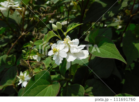 八重咲きのドクダミ 111691760