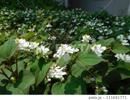 八重咲きかつ葉化しているドクダミ 111691771