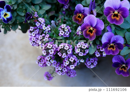 パープルのパンジーとアリッサムの寄せ植え パープルのパンジーとアリッサムの寄せ植え 111692106