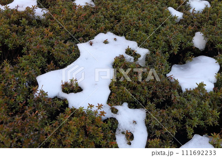 道路脇の植え込みに積もった雪 道路脇の植え込みに積もった雪 111692233