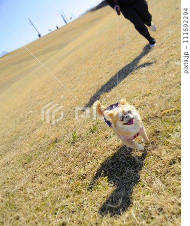 犬 犬 111692294