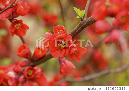 早春に咲く木瓜(ボケ)の花 早春に咲く木瓜(ボケ)の花 111692311