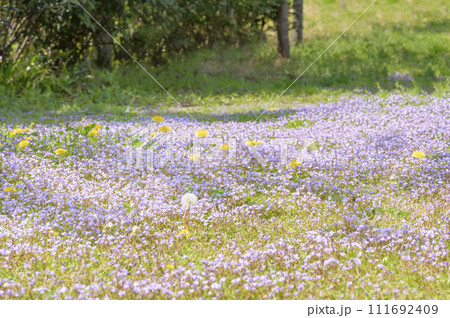 紫色の可愛い花を咲かせるムラサキサギゴケ（紫鷺苔） 111692409