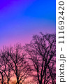 木々のシルエットと紫色の鮮やかなグラデーションの空 111692420