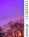 木々のシルエットと紫色の鮮やかなグラデーションの空 111692421