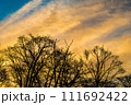裸の木々のシルエットとドラマチックな空 111692422