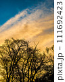 裸の木々のシルエットとドラマチックな空 111692423