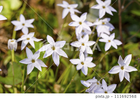花韮(ハナニラ) 花韮(ハナニラ) 111692568