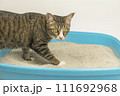The excretion of cats is routine daily. 111692968