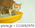 The excretion of cats is routine daily. 111692970