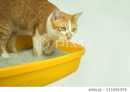 The excretion of cats is routine daily. The excretion of cats is routine daily. 111692970
