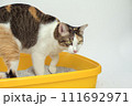 The excretion of cats is routine daily. 111692971