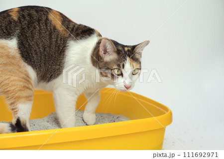 The excretion of cats is routine daily. The excretion of cats is routine daily. 111692971