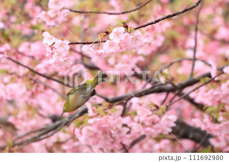河津桜とメジロ 111692980