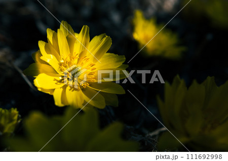 早春の光を浴びて輝くフクジュソウ 早春の光を浴びて輝くフクジュソウ 111692998