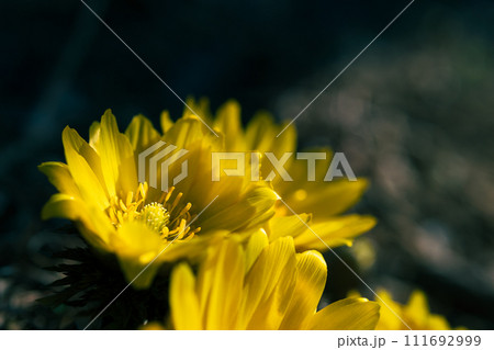 早春の光を浴びて輝くフクジュソウ 111692999