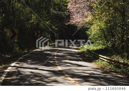 travel in nature concept with pink cherry blossom tree and country road in springtime season 111693046