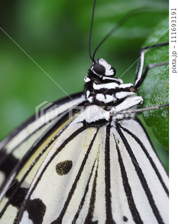オオゴマダラ オオゴマダラ 111693191