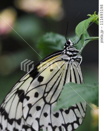 オオゴマダラ オオゴマダラ 111693198