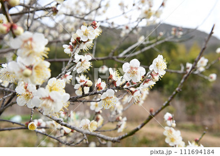 白梅と高御位山 111694184