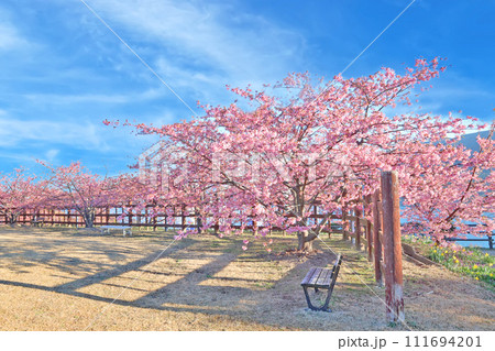 河津桜 河津桜 111694201