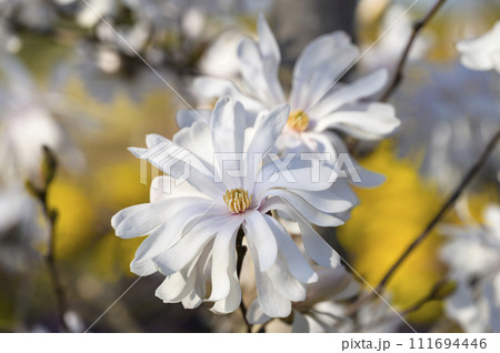 シデコブシ(四手辛夷)の花 シデコブシ(四手辛夷)の花 111694446