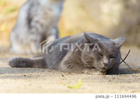 自然公園の日向で気持ちよさそうに寝てる灰色の野良猫 111694496