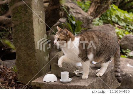 お地蔵さんにお供えしてあるお水をこっそり飲むキジトラ柄の野良猫 111694499