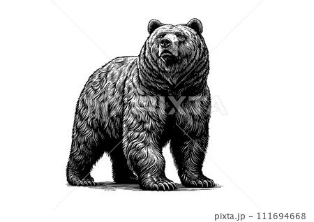 Vintage engraving of bear standing isolated onのイラスト素材