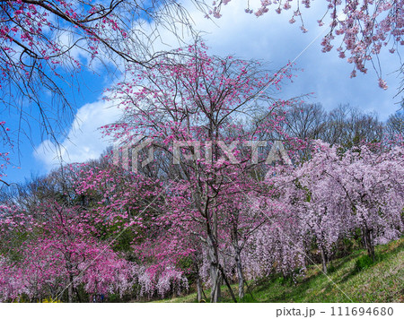 兵庫県 加古川 宗佐厄神八幡神社 枝垂れ桜 111694680