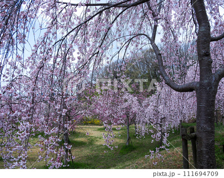 兵庫県 加古川 宗佐厄神八幡神社 枝垂れ桜 111694709