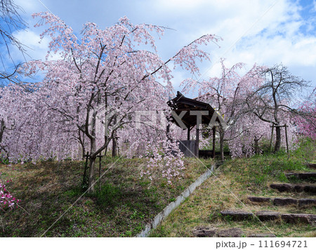 兵庫県 加古川 宗佐厄神八幡神社 枝垂れ桜 兵庫県 加古川 宗佐厄神八幡神社 枝垂れ桜 111694721