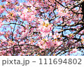 青空に映える河津桜 111694802