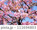 青空を背景にした河津桜 111694803
