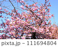 早咲きの河津桜 111694804
