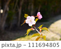 一輪のピンクの花が咲いています 111694805
