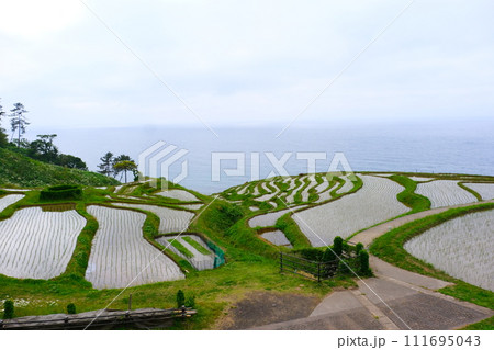 能登半島白米千枚田2023年5月20日 111695043