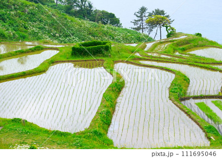 能登半島白米千枚田2023年5月20日 111695046