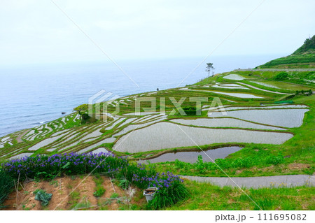 能登半島白米千枚田2023年5月20日 111695082