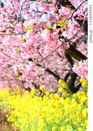 満開の河津桜と菜の花 満開の河津桜と菜の花 111695091