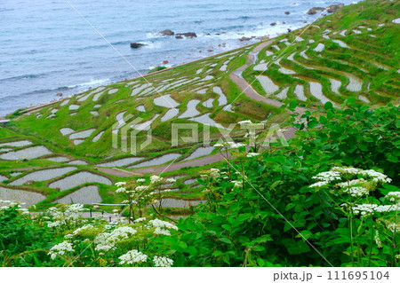 能登半島白米千枚田2023年5月20日 111695104