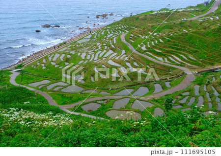 能登半島白米千枚田2023年5月20日 能登半島白米千枚田2023年5月20日 111695105