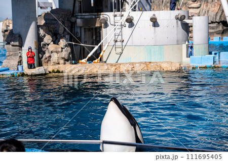 【#水族館】シャチ 111695405