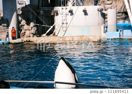 【#水族館】シャチ 111695411