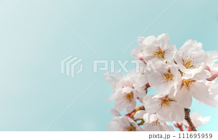 桜の背景 111695959