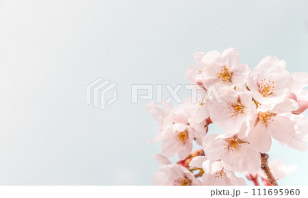桜の背景 111695960