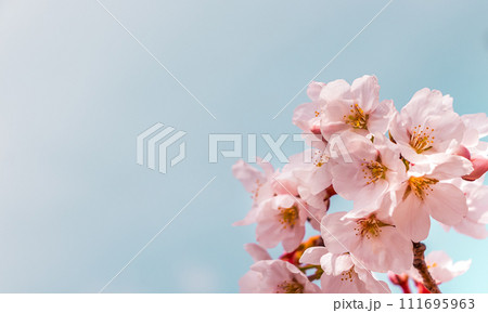 桜の背景 111695963