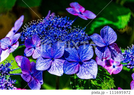 ガクアジサイ 111695972